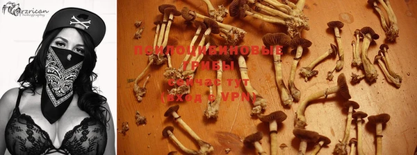 PSILOCYBIN Аркадак